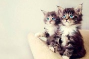 娱乐吃瓜酱猫条,揭秘娱乐圈那些不为人知的幕后故事